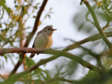 Eksångare Eastern Olivaceous Warbler Hippolais pallida