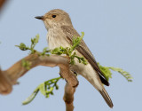 Grå flugsnappare Spotted Flycatcher Muscicapa striata