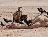 Örongam Lappet-faced Vulture Torgos tracheliotus