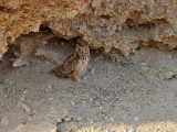 Ökenberguv Pharao's Eagle Owl Bubo ascalaphus