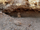 Ökenberguv Pharao's Eagle Owl Bubo ascalaphus