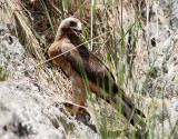 Dvärgörn Booted Eagle Aquila pennatus
