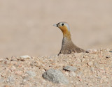 Kronflyghöna Crowned Sandgrouse Pterocles coronatus