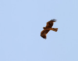Dvärgörn Booted Eagle Aquila pennatus