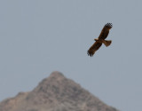 Dvärgörn Booted Eagle Aquila pennatus