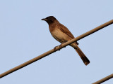 Trädgårdbulbyl Common Bulbul Pycnonotus barbatus
