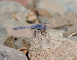 dragonfly sp