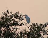 Revhäger Western Reef Heron Egretta gularis