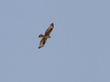 Hökörn Bonelli's Eagle Aquila fasciatus