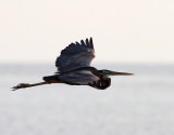 Purpurhäger Purple Heron Ardea purpurea