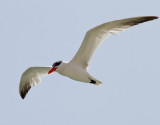 Skräntärna Caspian Tern Hydroprogne caspia
