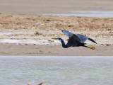 Revhäger Western Reef Heron Egretta gularis