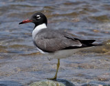 Vitögd mås White-eyed Gull Ichthyaetus leucophthalmus