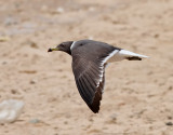 Sotmås Sooty Gull Ichthyaetus hemprichii