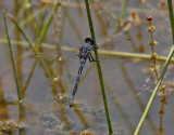 dragonfly sp