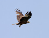 Brun glada Yellow-billed Kite Milvus migrans aegyptius