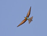 Biätare Merops apiasterEuropean Bee-eater