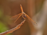 dragonfly sp