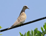 Turturduva Streptopelia turtur rufescens European Turtle Dove