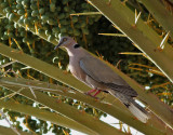 African Mourning Dove Streptopelia decipiens