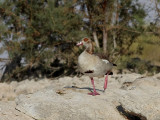 Nilgås Egyptian Goose Alopochen aegyptiacus