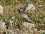 Brokärla African Pied Wagtail Motacilla aguimp