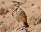 Tofslärka Crested Lark Galerida cristata