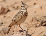 Tofslärka Crested Lark Galerida cristata