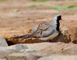 Långstjärtsduva Namaqua Dove Oena capensis