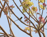 Nilsolfågel Nile Valley Sunbird Hedydipna metallica