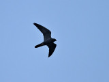 Sotfalk Sooty Falcon Falcon concolor