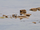 Trebandad pipare Three-banded Plover Charadrius tricollaris