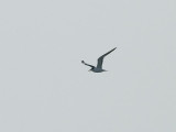 Tofstärna Swift Tern Thalasseus bergii