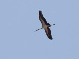 Afrikansk ibisstork Yellow-billed Stork Mycteria ibis