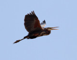 Purpurhäger Purple Heron Ardea purpurea