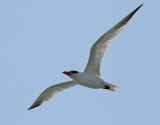 Skräntärna Caspian Tern Hydroprogne caspia