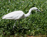 Silkeshäger Little Egret Egretta garzetta
