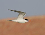 Iltärna Lesser Crested Tern Sterna bengalensis