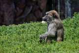 2015 - Toronto Zoo, Ontario - Canada