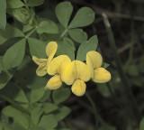 Birdsfoot Trefoil