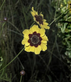 Coreopsis, Plains (Golden Tickseed)