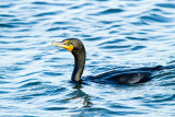 Double-crested Cormorant