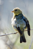 Lesser Goldfinch