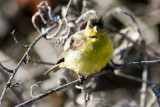 Lesser Goldfinch