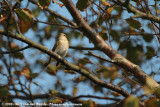 Red-Breasted FlycatcherFicedula parva