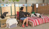 GAP Greys - Wangaratta Show 2014