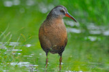 virginia rail great meadows