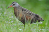 virginia rail great meadows