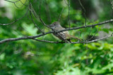 ? myiarchus flycatcher ? rough meadows was so light under side doubt great crested