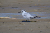 1st yr least tern sandy point plum island